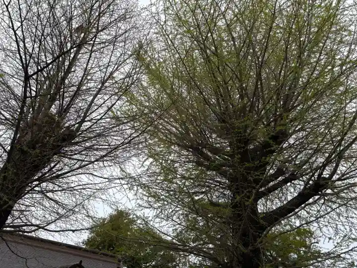 八幡橋八幡神社の{uncategorized: "未分類", other: "その他", undefined: "問題あり", building: "その他建物", grave: "お墓", sacred_gate: "鳥居", guardian: "狛犬", statue: "像", buddha: "仏像", history: "歴史", nature: "自然", garden: "庭園", animal: "動物", pagoda: "塔", temizu: "手水舎", mountain_gate: "山門・神門", sanctuary: "本殿・本堂", subordinate: "末社・摂社", art: "芸術", scenery: "景色", jizo: "地蔵", ema: "絵馬", goshuin: "御朱印", omikuji: "おみくじ", items: "授与品その他", amulet: "お守り", goshuincho: "御朱印帳", eats: "食事", festival: "お祭り", votive_dance: "神楽", shichigosan: "七五三参", wedding: "結婚式", experience: "体験その他", initially: "初詣", around: "周辺", anti_infection: "感染症対策"}