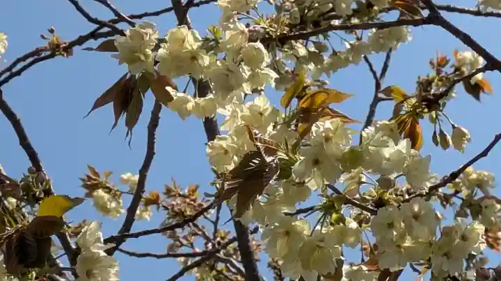 六孫王神社(京都府)