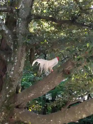 伊勢神宮外宮（豊受大神宮）の動物