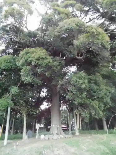 宇都母知神社の自然