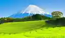 いまむーさんのプロフィール画像