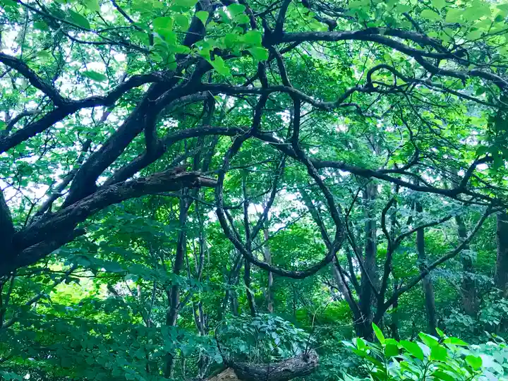 彌彦神社奥宮(御神廟)の自然