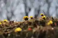 三春大神宮の自然