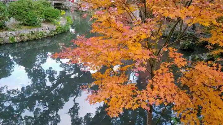 太宰府天満宮の自然