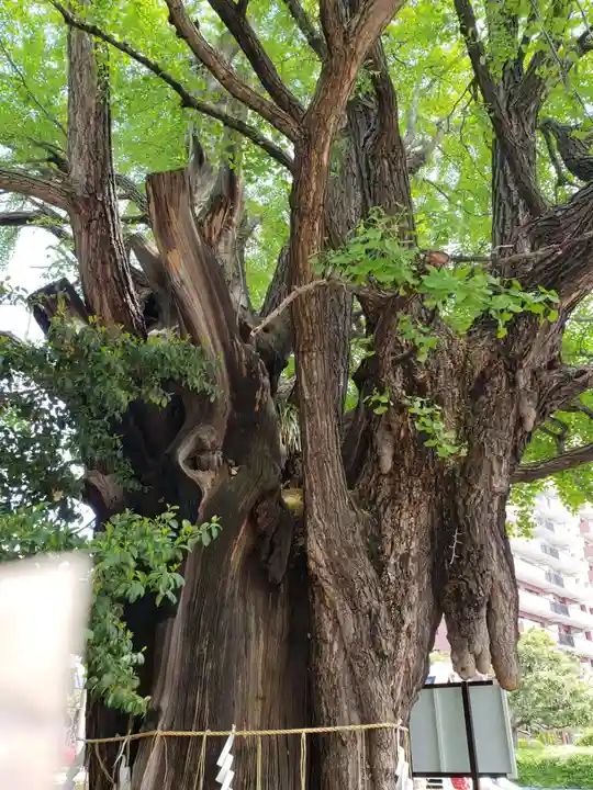 磐井神社の自然