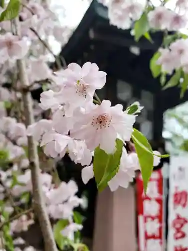 大宮八幡宮の自然