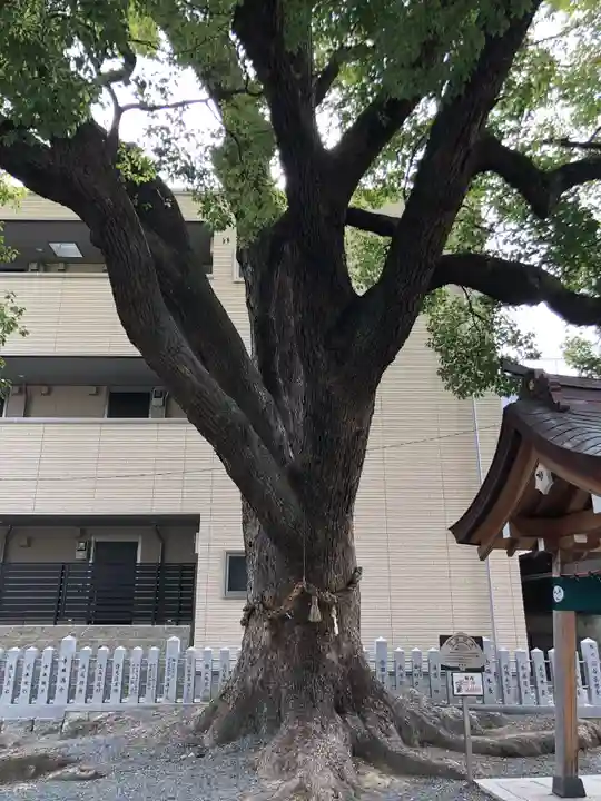 潮江素盞嗚神社の自然