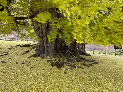 銀杏三寶大荒神(長野県)
