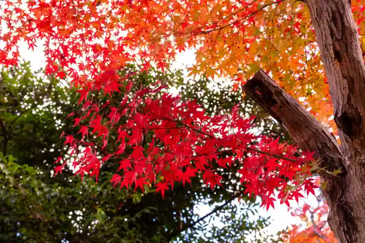大原野神社(京都府)