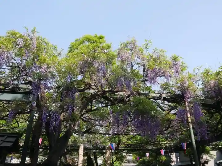 國領神社の自然