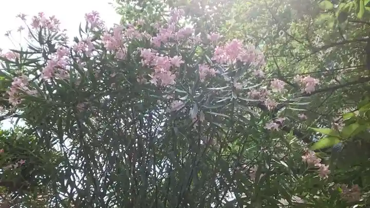 秋葉神社(東京都)