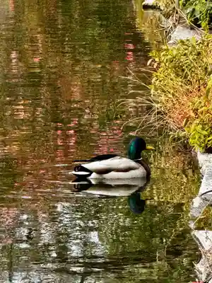 神泉苑(京都府)