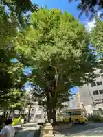 鳩森八幡神社の自然