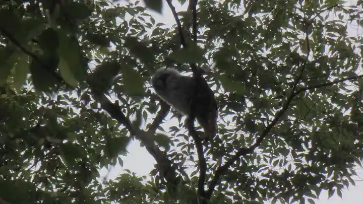 野木神社の動物