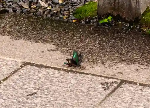 諏訪大社(長野県)