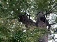 三ツ木神社(埼玉県)
