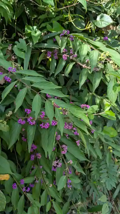 江文神社(京都府)