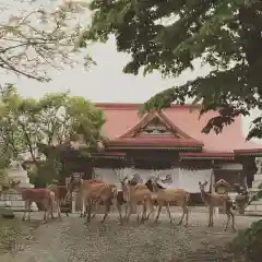 釧路一之宮 厳島神社の動物