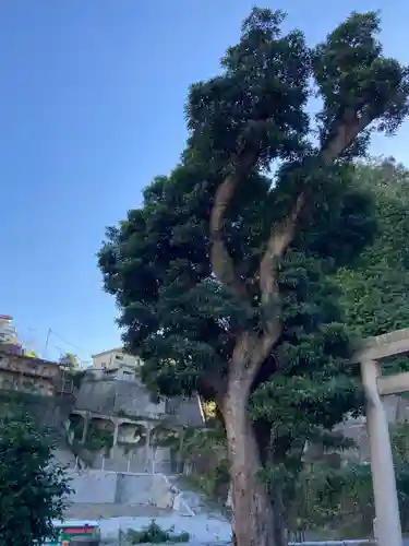 諏訪大神社(神奈川県)