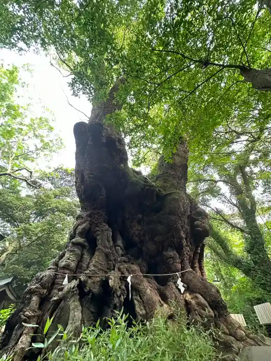 來宮神社の自然