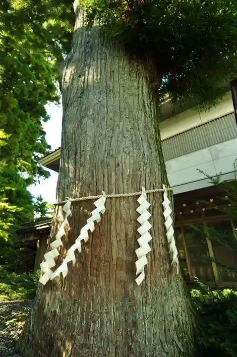 富士山東口本宮 冨士浅間神社の自然