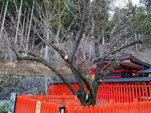 金櫻神社の自然