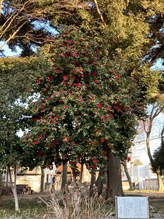 尉殿神社の自然