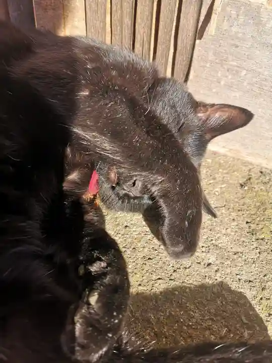 高司神社〜むすびの神の鎮まる社〜(福島県)