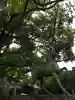 白鳥神社(香川県)