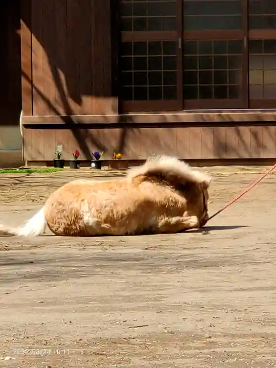 平塚八幡宮の動物
