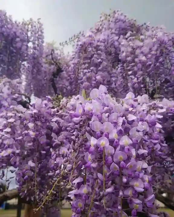 秋葉神社(愛知県)