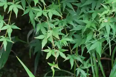 西来院(京都府)