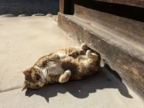 八幡社（柏井町）の動物