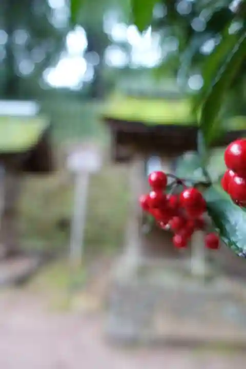 宇治上神社の自然