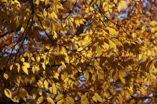 愛宕神社の自然