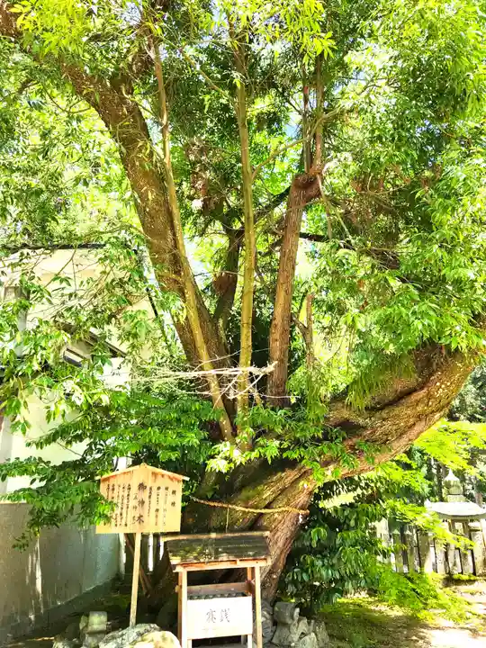 八幡神社の自然