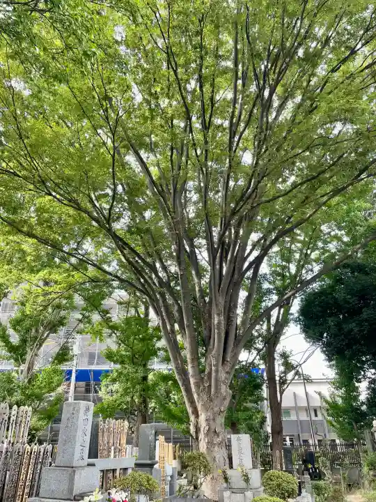 泉龍寺(東京都)