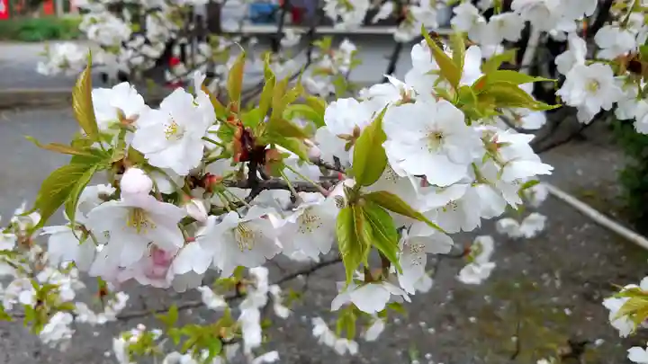 平野神社の自然