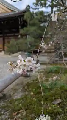 妙蓮寺(京都府)