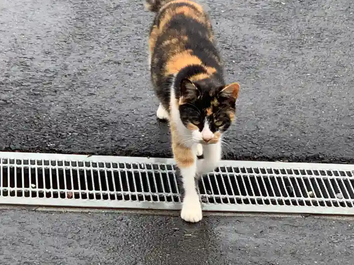 寺岡山元三大師の動物