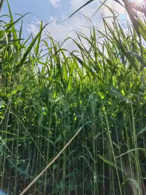 厚別神社(北海道)