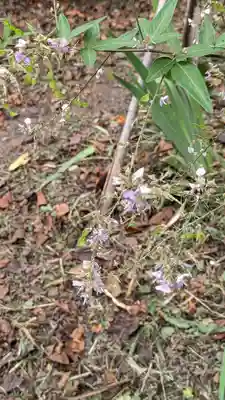 平野神社(京都府)