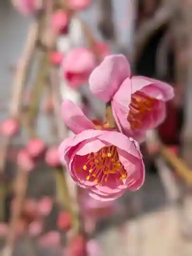 成願寺(東京都)