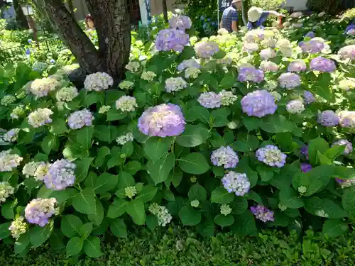 白山神社(東京都)