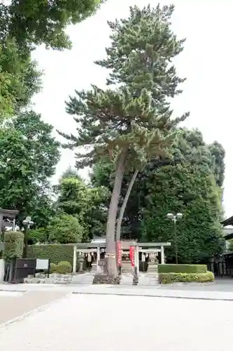 中野沼袋氷川神社の自然