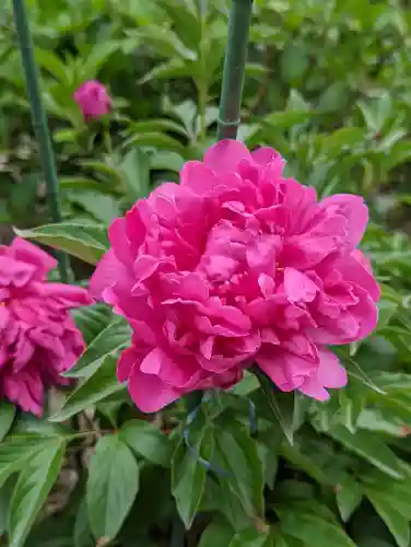 法金剛院の自然