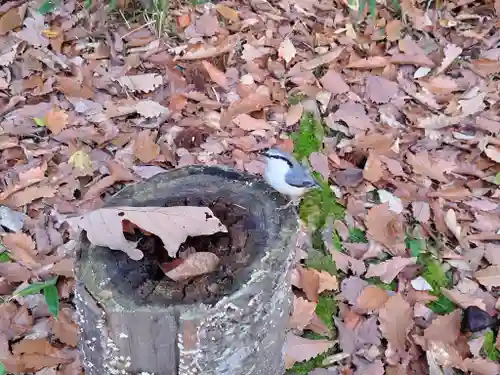 上川神社の動物
