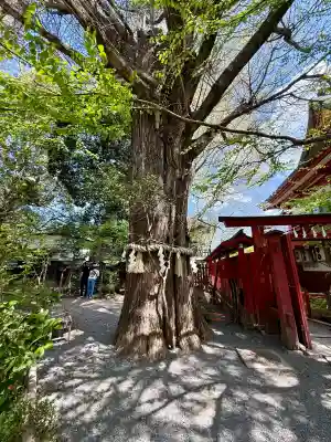 秩父神社の{uncategorized: "未分類", other: "その他", undefined: "問題あり", building: "その他建物", grave: "お墓", sacred_gate: "鳥居", guardian: "狛犬", statue: "像", buddha: "仏像", history: "歴史", nature: "自然", garden: "庭園", animal: "動物", pagoda: "塔", temizu: "手水舎", mountain_gate: "山門・神門", sanctuary: "本殿・本堂", subordinate: "末社・摂社", art: "芸術", scenery: "景色", jizo: "地蔵", ema: "絵馬", goshuin: "御朱印", omikuji: "おみくじ", items: "授与品その他", amulet: "お守り", goshuincho: "御朱印帳", eats: "食事", festival: "お祭り", votive_dance: "神楽", shichigosan: "七五三参", wedding: "結婚式", experience: "体験その他", initially: "初詣", around: "周辺", anti_infection: "感染症対策"}