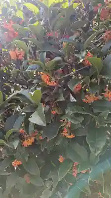 香雪院(京都府)