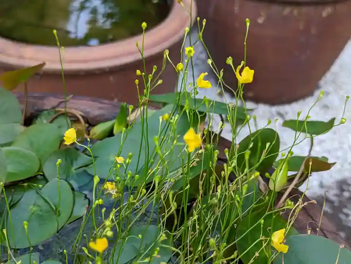 常光院(京都府)